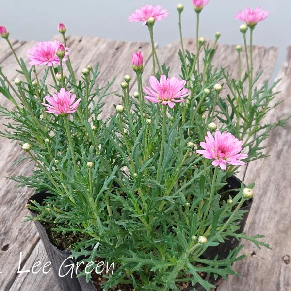 八重咲き マーガレット 花苗 ピンク 3 5号 3ポットセット Buyee Buyee 일본 통신 판매 상품 옥션의 대리 입찰 대리 구매 서비스