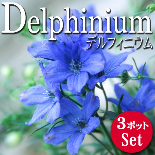 宿根草 開花前花苗 デルフィニウム ミントブルー 3 5号 3ポットセット 0108 Lee Green 通販 Yahoo ショッピング