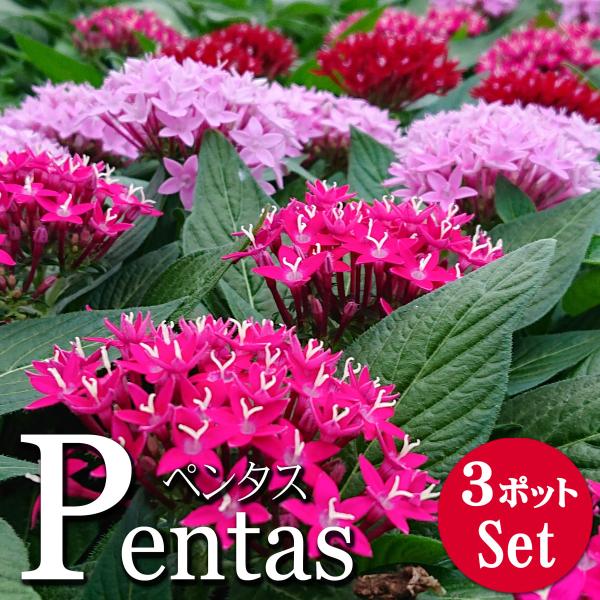 珍しい花の苗5本セット 珍しい花の苗5本セット