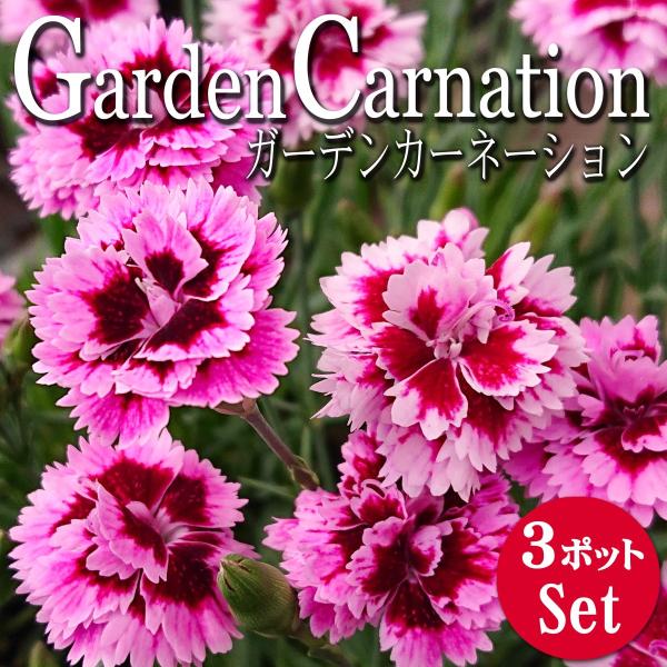 ガーデンカーネーション 花苗 3 5号 3ポットセット Buyee Buyee บร การต วกลางจากญ ป น ซ อจากประเทศญ ป น