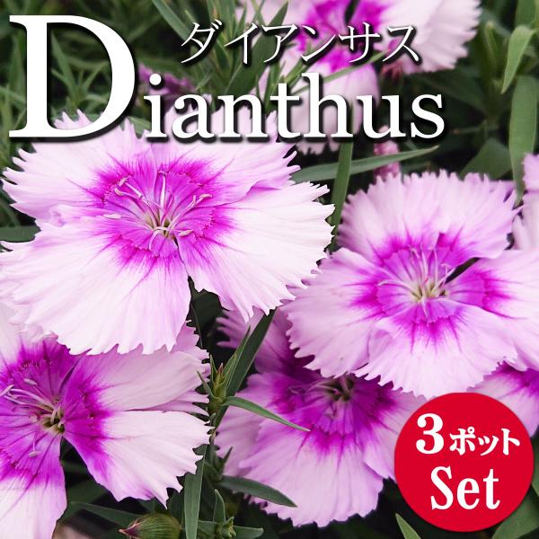 lee-green_dianthus-diana-lavp