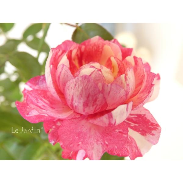 シュガー】（絞り＆複色）赤にホワイトの絞り咲きのミニバラ（四季咲き