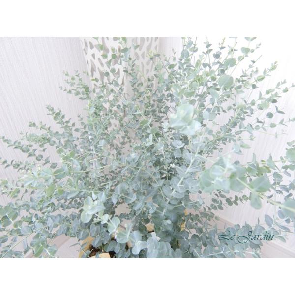 ユーカリ（ムーンラグーン）】小さなシルバーリーフが可愛いユーカリ