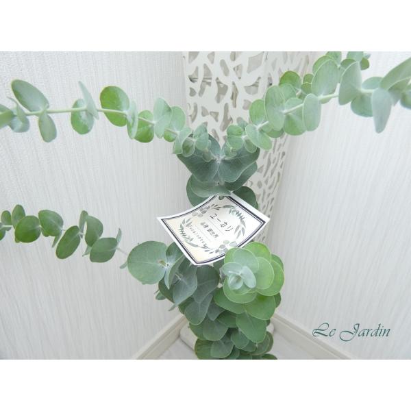 ユーカリ（銀世界）】丸葉のシルバーリーフが可愛いユーカリ・4寸苗