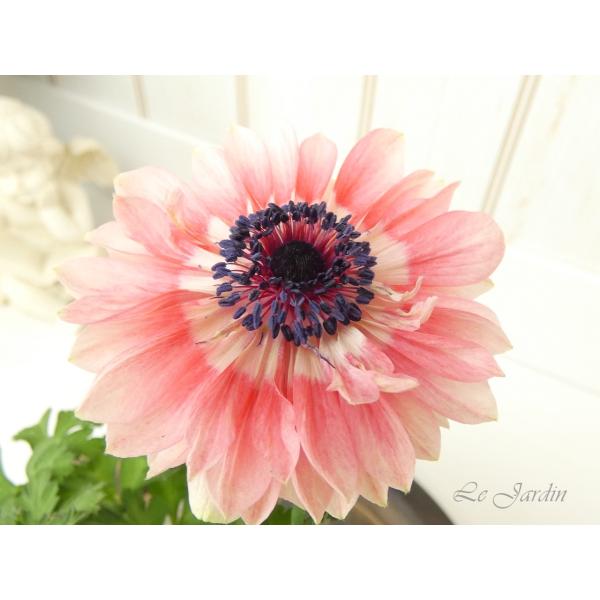 アネモネ（ダブルパステル・薄紅色）】秋〜春の花壇を彩る花色＆八重咲