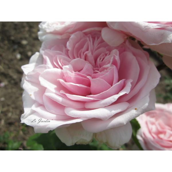 ジャック カルティエ（新苗）】強香！ピンクのフリル花弁が可愛い