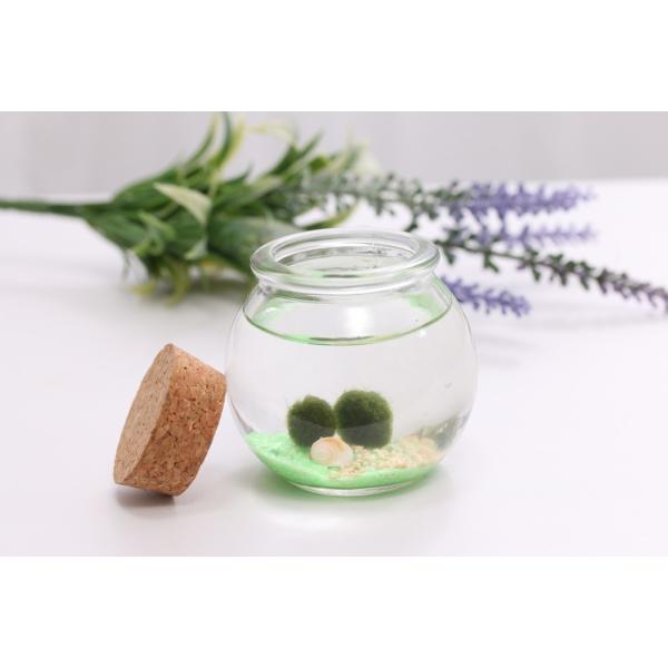 星の砂まりも 緑砂 : lenpro shop - 通販 - Yahoo!ショッピング