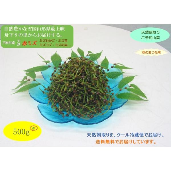 [Release date: September 4, 2026]赤ミズは、食物繊維・ビタミンB1．B2・ビタミンC・ミネラルが多く含まれ、抗酸化解毒作用があるとされ、ビタミンB1・B2は疲労回復発育などに関わる要素として、そして特にビタミ...