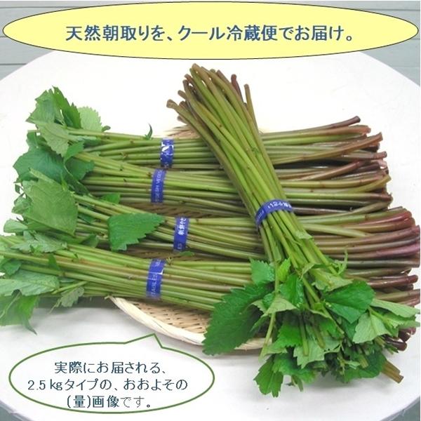 [Release date: June 5, 2026]赤ミズは、食物繊維・ビタミンB1．B2・ビタミンC・ミネラルが多く含まれ、抗酸化解毒作用があるとされ、ビタミンB1・B2は疲労回復発育などに関わる要素として、そして特にビタミンCの赤ミ...