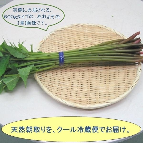 [Release date: June 5, 2026]赤ミズは、食物繊維・ビタミンB1．B2・ビタミンC・ミネラルが多く含まれ、抗酸化解毒作用があるとされ、ビタミンB1・B2は疲労回復発育などに関わる要素として、そして特にビタミンCの赤ミ...