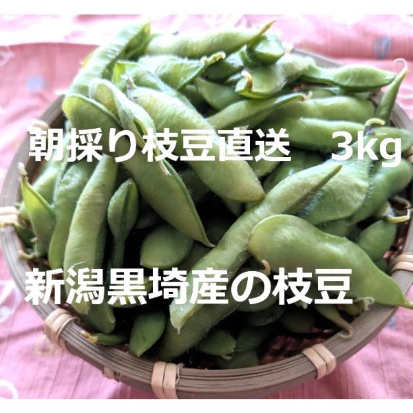 【送料無料】新潟黒埼産のブランド枝豆3kg　朝採りで当日クール便で発送　旬の枝豆　贈答ギフト　お中元　えだまめ　お土産　黒埼茶豆　ぴかり茶豆