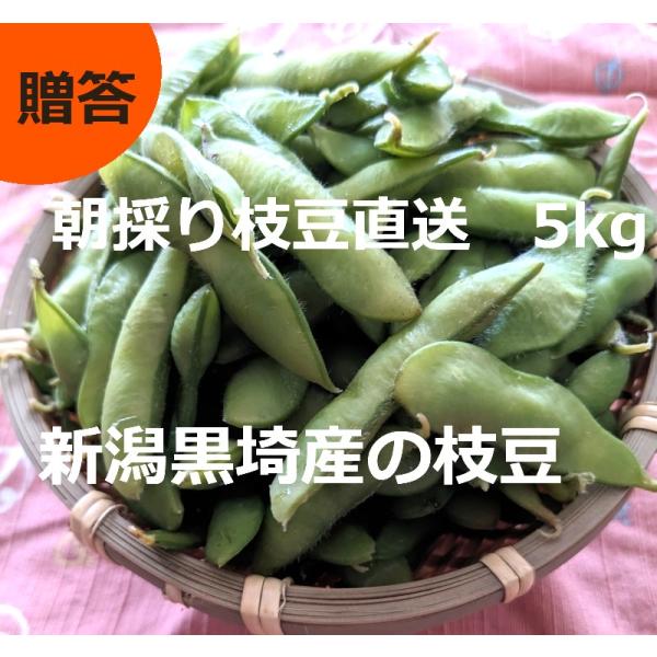 【送料無料】新潟黒埼産のブランド枝豆5kg　朝採りで当日クール便で発送　旬の枝豆は味が違います　贈答　ギフト　お中元　えだまめ　お土産　黒埼茶豆　A品