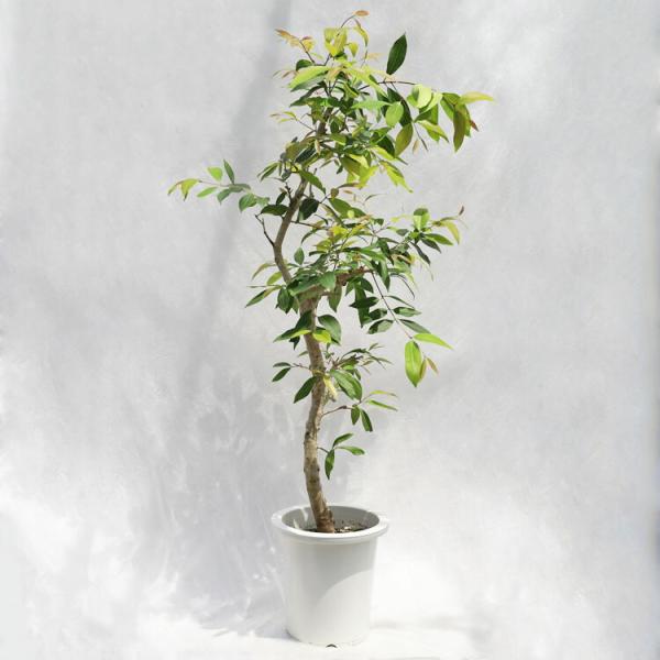 観葉植物 大型 ジジギウム・アマゾンオリーブ（ムラサキフトモモ