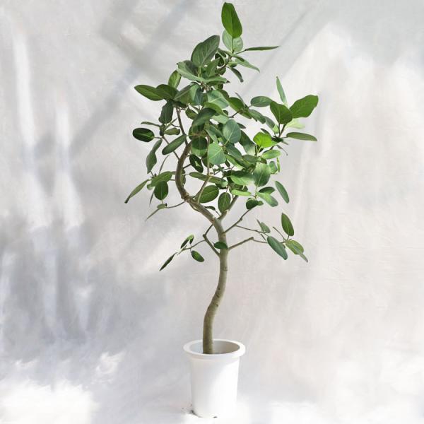 観葉植物 大型 フィカス・ベンガレンシス（ベンガル）曲げ / 8寸・約 