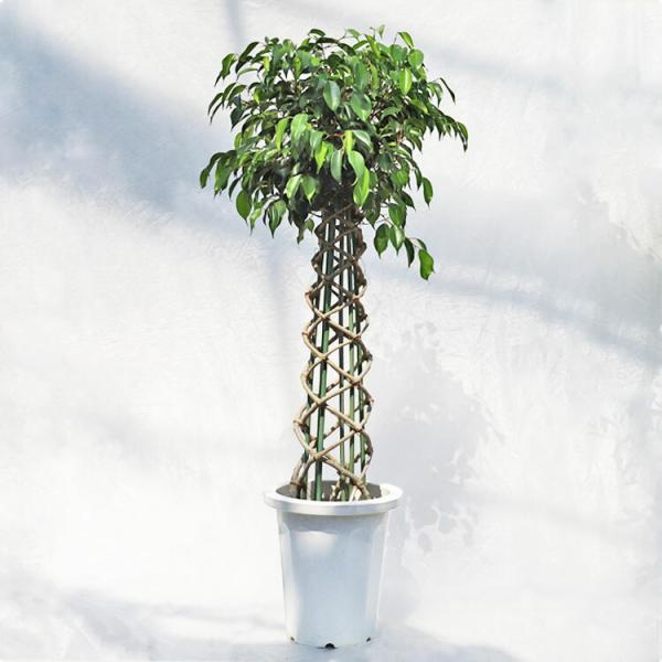 観葉植物 フィカス・ベンジャミン・ブラック（タワー仕立て・編み