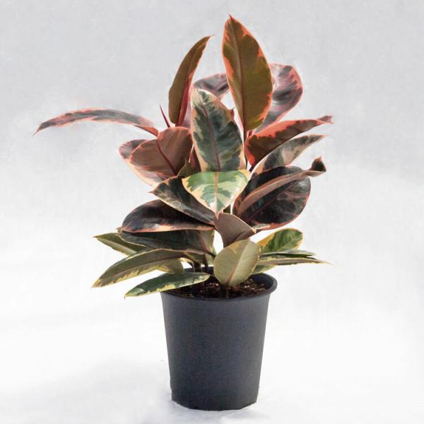 観葉植物 フィカス・ルビー / 5寸・約W35cm×H45cm : ライフエコ