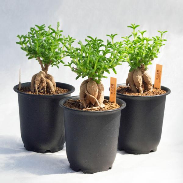 発根済 約20cm 3頭多幹型 塊根植物 塊根植物 3寸・約H17cm / トリコディアデマ・ブルボスム（紅姫小松） 塊根植物・コーデックス