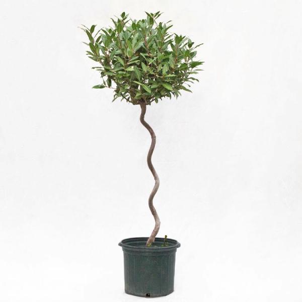 庭木・植木 月桂樹（ゲッケイジュ、ローリエ、ローレル）スタンド 