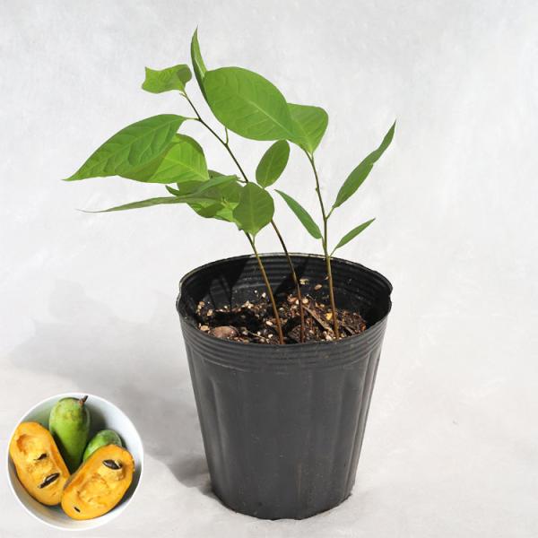 アメリカ原産の希少な有果植物、“ポポー（ポーポー）”です。イエローの柔らかく甘い実は、「森のカスタードクリーム」とも呼ばれます。香りも強く、バナナとマンゴーを合わせたような上品な味を持ちます。比較的丈夫で、病気にも強いため、ビギナーにもオス...