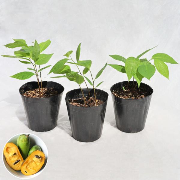 アメリカ原産の希少な有果植物、“ポポー（ポーポー）”です。イエローの柔らかく甘い実は、「森のカスタードクリーム」とも呼ばれます。香りも強く、バナナとマンゴーを合わせたような上品な味を持ちます。比較的丈夫で、病気にも強いため、ビギナーにもオス...