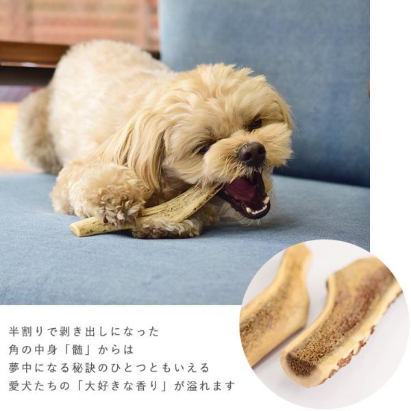 Gibier Style 犬用 おやつ 鹿骨 鹿角えぞ鹿の角 S Buyee Buyee Japanese Proxy Service Buy From Japan Bot Online