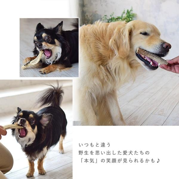 Gibier Style 犬用 おやつ 鹿骨 鹿角えぞ鹿の角 S Buyee Buyee Japanese Proxy Service Buy From Japan Bot Online