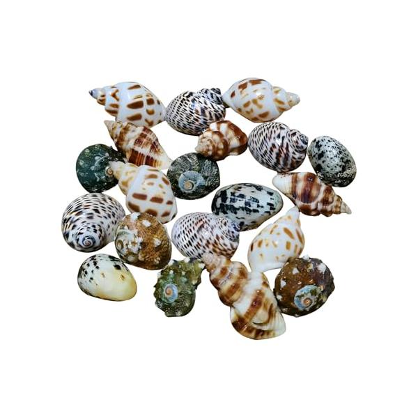 天然ヤドカリの殻これらの雅観的天然ヤドカリの殻であなたの家を飾り、ビーチスタイルの小物としても、手芸品の素材としても、あなた独自のセンスとアイデアを見せることができます。・高品質材質数は約20の天然ヤドカリの殻で、これらの貝殻は100%天然...
