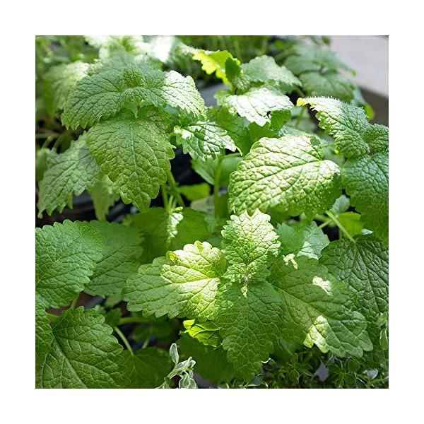 レモンバーム 苗 みんな探してる人気モノ