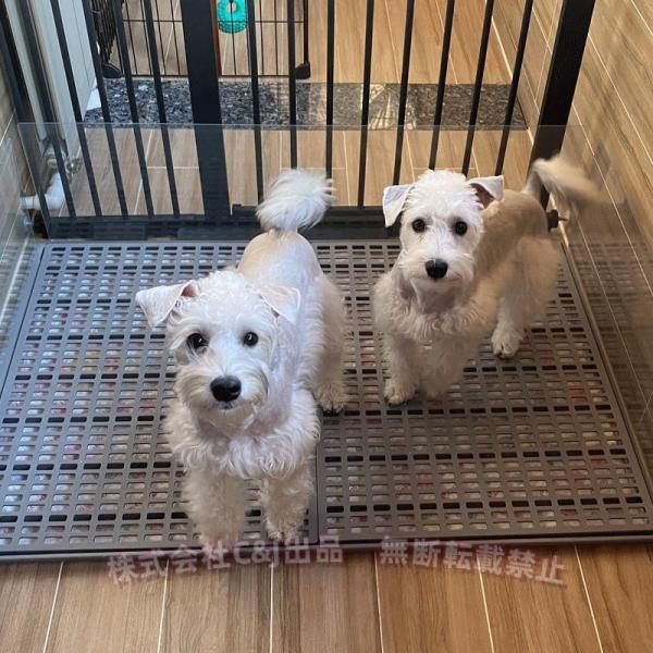 犬トイレトレー 大型犬 ペットトイレ ドッグトレートレー ワイド レギュラー しつけトレー C&J（株) トレーニング 洗い場 ペット用 おしっこマット 清潔