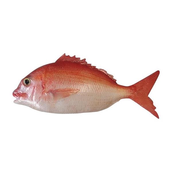 日本職人が作る 食品サンプル 鯛 片面 ブロー Ip 544 日本土産 ままごと 展示 格安激安 居酒屋 魚 リアル 子ども おもちゃ 食品模型 お土産