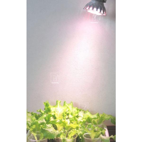 Splamp 14w 観賞用植物育成ｌｅｄ スポットライト水耕栽培室内栽培一般照明植物育成用660nmled使用白 赤led E Campartout Fr