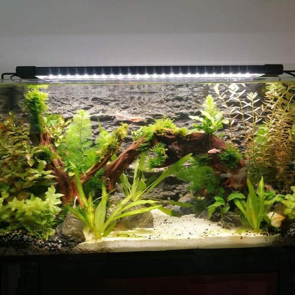 Ledgle 水槽ライト アクアリウムライト 水槽led 照明 魚ライト 11w 観賞魚飼育 水草育成用 Led36個 35 55cm水槽対 Ypt Or Id