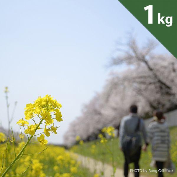 R[q[ R[q[ 蓤 @̂قuhiR[q[1kgj