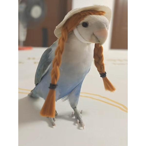 【対応サイズ】ラブバード／セキセイインコ／コザクラインコなどの小型〜中型インコ向け※着用時は短時間で、目を離さないようご注意ください。★商品の色は、撮影時の光や、お客様のモニターの色具合などにより、実際の商品と異なる場合がございます。あらか...