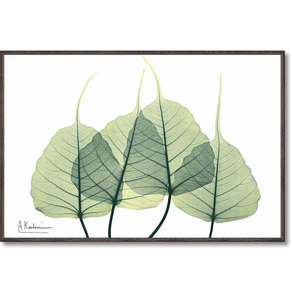 �f�W�^���v�����g X-RAY �L�����o�X�A�[�gBOX�t���[���iS�j�u���[�t3�v