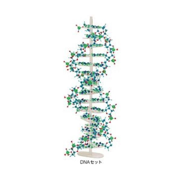 q\͌^E^E DNAZbg DNA-1