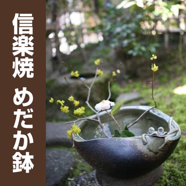 信楽焼　蛙付めだか鉢　水槽