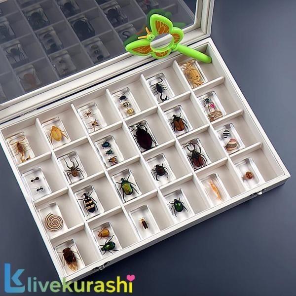 本物の昆虫樹脂標本セット、昆虫ペーパーウェイトタクシダーミー標本小さな装飾品、幼稚園教育観察おもちゃサソリスパイダービートルサソリ動物本物の昆虫、誕生