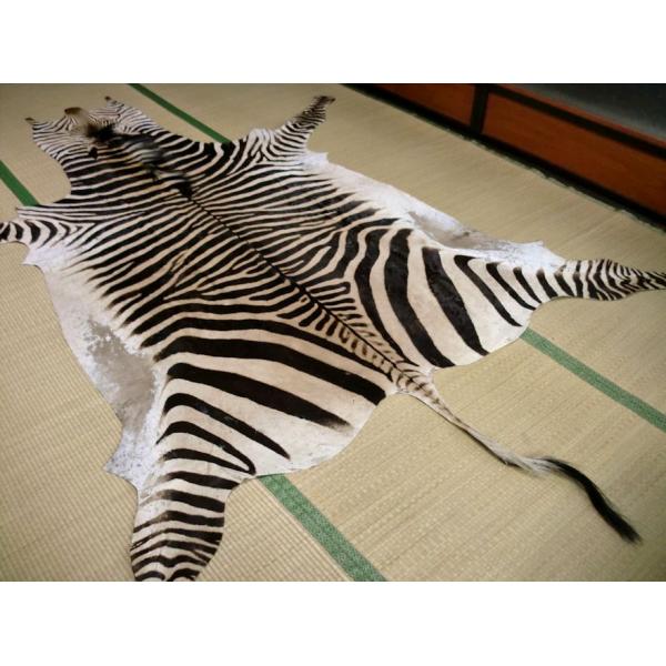 ゼブラ 敷物 約330 225cm シマウマ 頭 剥製 革 アニマル ラグ カーペット マット 絨毯 インテリア ラグマット 本革 敷物 毛皮 壁掛 Buyee Buyee 日本の通販商品 オークションの代理入札 代理購入