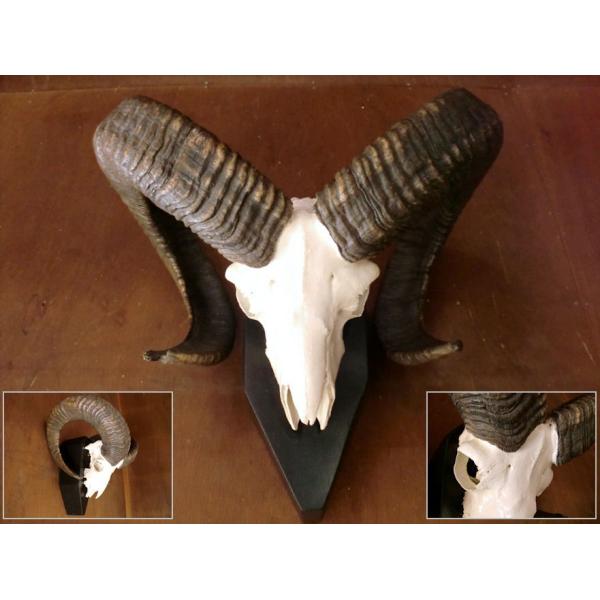 local-tokitoki_hslg-105c