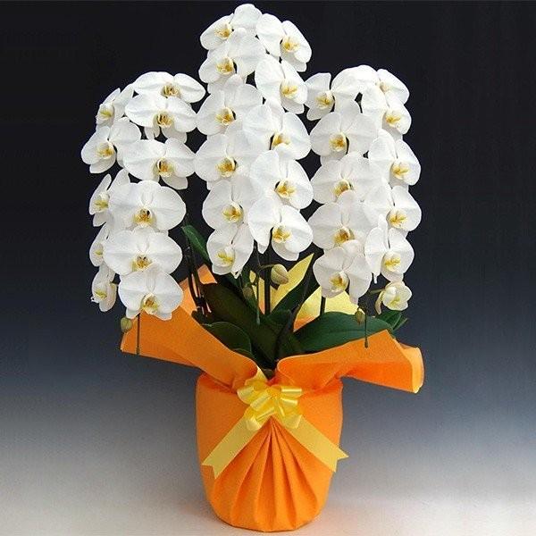 大輪胡蝶蘭 3本立ち お祝い ギフト お祝い 鉢花 2lサイズ ライフ オブ フラワー 開店 開店 引っ越し