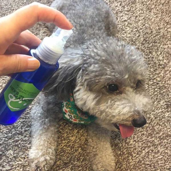 わんのはな ハーブdeマモロ おトク 500cc 犬猫用 オーガニックハーブ虫除け化粧水スプレー 詰替用
