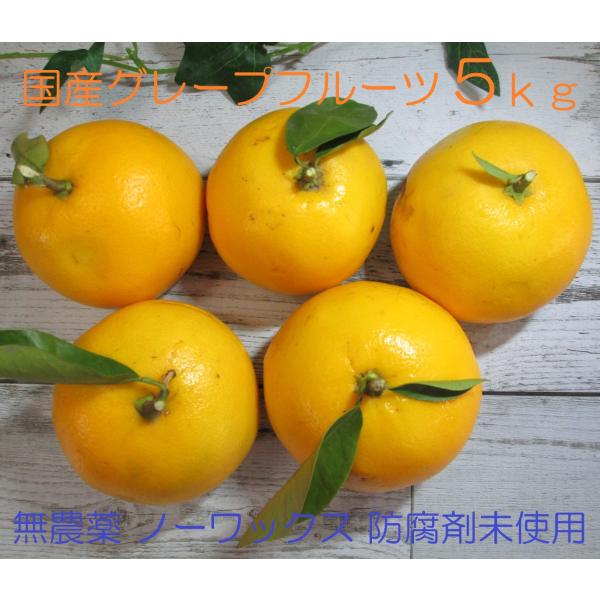 国産 グレープフルーツ 約5ｋｇ入り 約20玉以上 訳あり ホワイト 無農薬 ノーワックス 防腐剤未使用 有機肥料使用 ふぞろい キズ やけ 有り 愛知産 生産直売