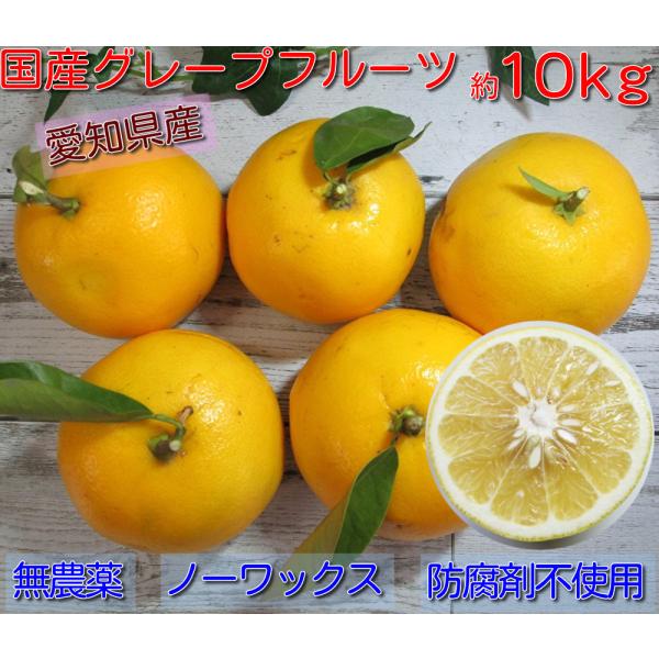 国産 グレープフルーツ 約10kg入り 約40玉以上 訳あり ホワイト 無