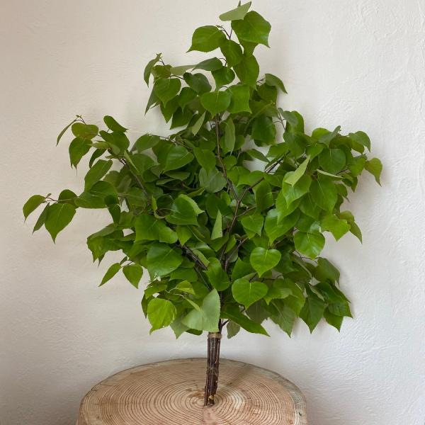 やぎさんのヴイヒタ4束 looking-good-y_vihita-01