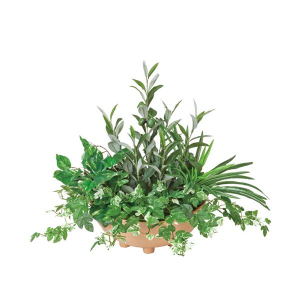 オリーブ 寄せ植えの人気商品 通販 価格比較 価格 Com