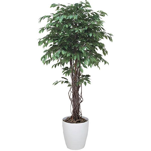 法人 送料無料 ベンジャミン 観葉植物 180cm インテリア 木 C3807 450 Www Mohmmadiyon Com