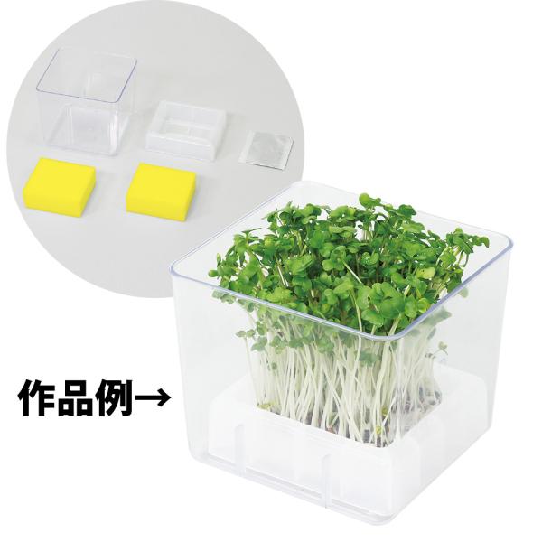 スプラウト栽培キット カイワレダイコン 夏工 カイワレ大根 育成 家庭菜園 野菜 ガーデニング 栽培セット キッズ 子供 小学生 種子 教材 自由研 Atc ルーペスタジオ 通販 Yahoo ショッピング