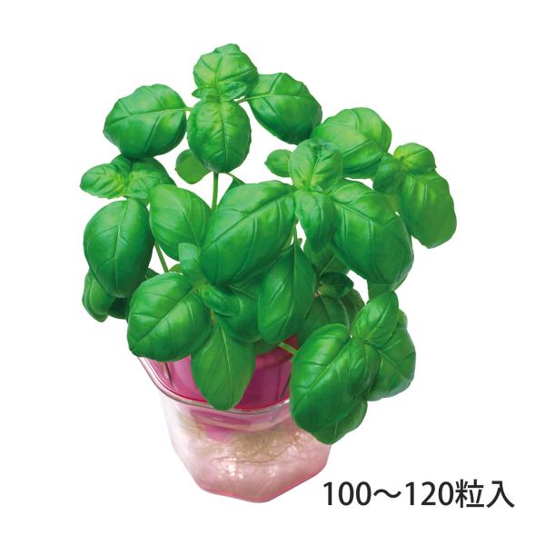 水と光で育つ!初心者にもおすすめの水耕栽培用バジルの種子!商品サイズ:梱包サイズ/64×60×4mm■商品サイズ：梱包サイズ/64×60×4mm■セット内容：種100〜120粒■注意：環境により、栽培結果は異なります。■製造国：日本