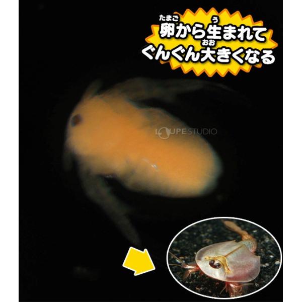 カブトエビ飼育キット 実験セット 自由研究 小学生 キット 夏休み 高学年 観察 工作 Buyee 日本代购平台 产品购物网站大全 Buyee一站式代购 Bot Online
